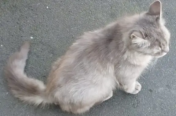 Найденные животные Ростов-на-Дону, фото: Найдена серая кошка на ул. Станиславского, 4, Ростов-на-Дону