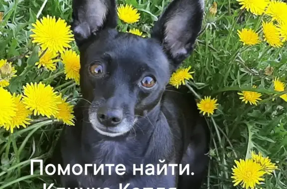 Пропала собака в Пангоды, Ямало-Ненецком округе