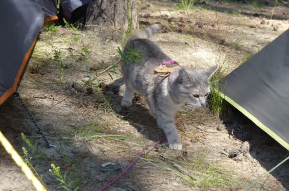 Кошки потеряшки, Новосибирск, фото: Потеряшка кошка Рыся, Путевая ул., 6, Новосибирск