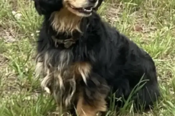 Найдена собака в деревне Савинская, Орехово-Зуевский район