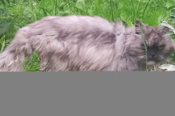 Найдена кошка в Князево, Ломоносовский р-н