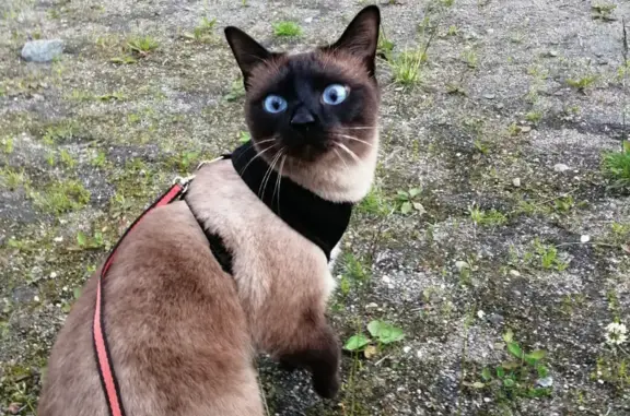 Пропала кошка Кот, Меконгский бобтейл, голубые глаза, 8 лет, Мурманск