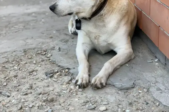 Пропала собака, Саратовская ул. 91, Батайск