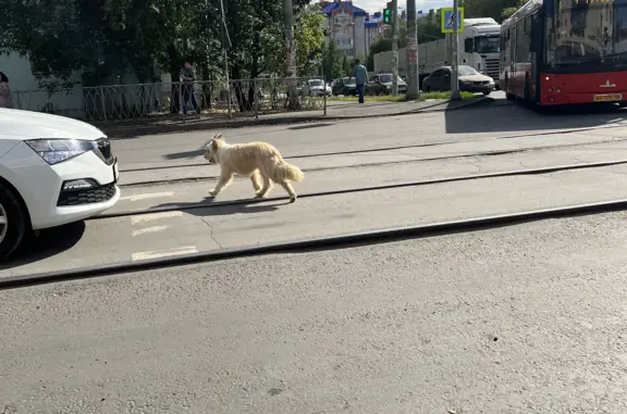 Собака на Айдарова 8А ищет хозяина