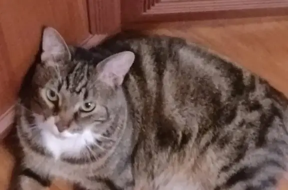 Потерянные животные Санкт-Петербург, фото: Пропала кошка на Гражданском проспекте, СПб