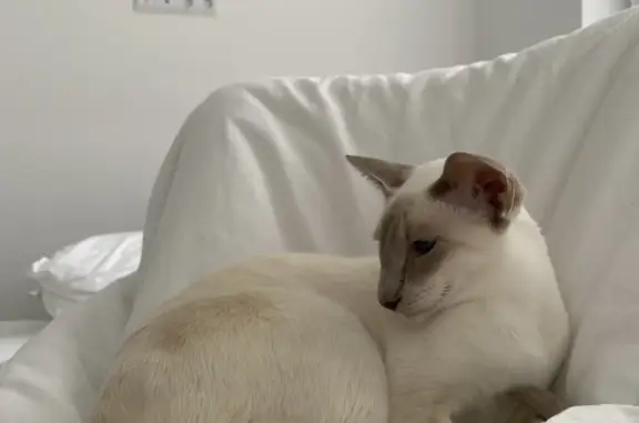 Пропала белая кошка с серыми ушками в Московской обл.