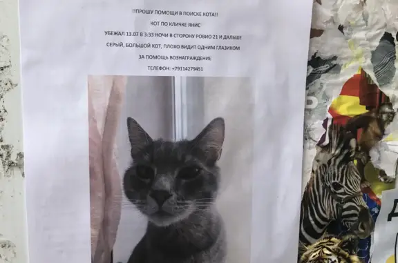 Пропала кошка в Ровио, ул. Ровио, 21