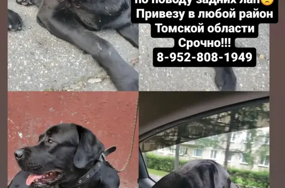 Собака найдена на набережной реки Ушайки, 18Б, Томск