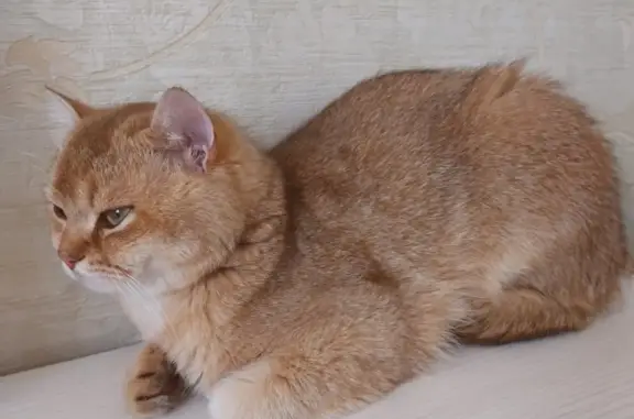 Пропала кошка: рыжий кот Золотая шиншилла, 14, Московская область