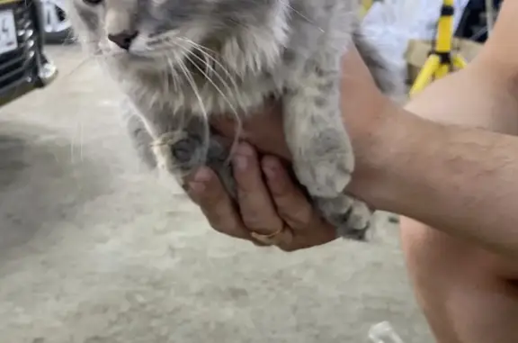 Найдена кошка с хвостом, ошейником 82/3 в Иркутске