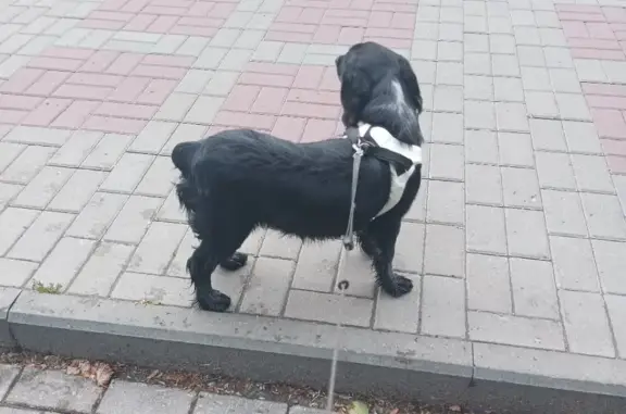 Собака Спаниэль, черного окраса, ул. Карла Маркса, 8, Пенза