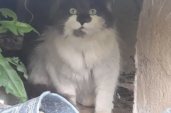 Найдена кошка в Горках Сухаревских, Московская область