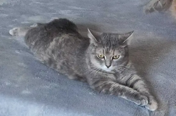 Пропала серая кошка на Ферганской улице, 9 к3, Москва