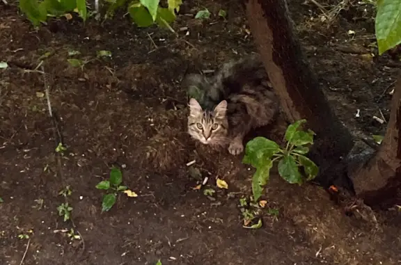 Найдена кошка на ул. Героев Панфиловцев, 12 к1, Москва