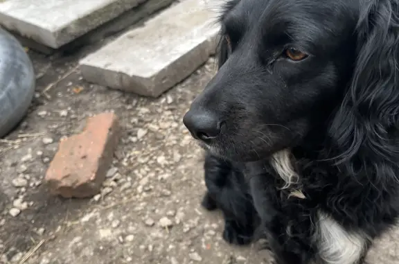 Собака найдена на трассе в Новомосковске, Тульская область