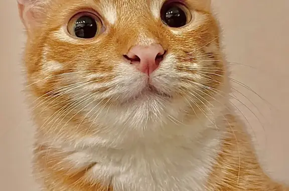 Кошки потеряшки, Набережные Челны, фото: Потеряшка кошка Феликс с желтым ошейником, Набережные Челны