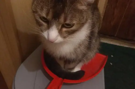 Потерянные животные Санкт-Петербург, фото: Пропала кошка Кот, 5 лет. Тимуровская ул., СПб