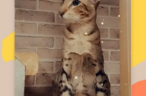 Кошки потеряшки, Тихвинское, фото: Потеряшка кошка в Тихвинском поселении, Ленинградская область