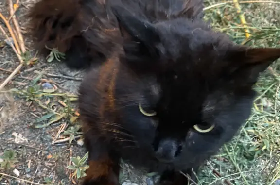 Найден черный кот, ул. Одоевского, 58, Волгоград