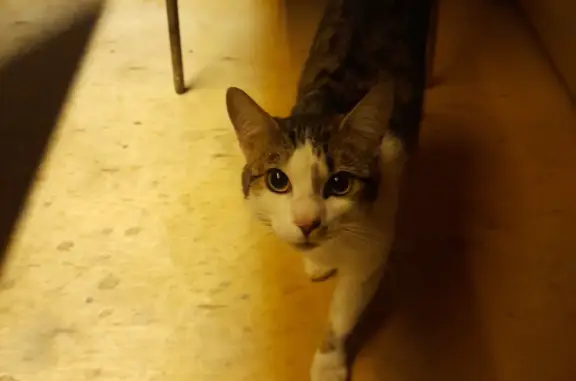 Наглый, худой кот ищет дом, Московская область