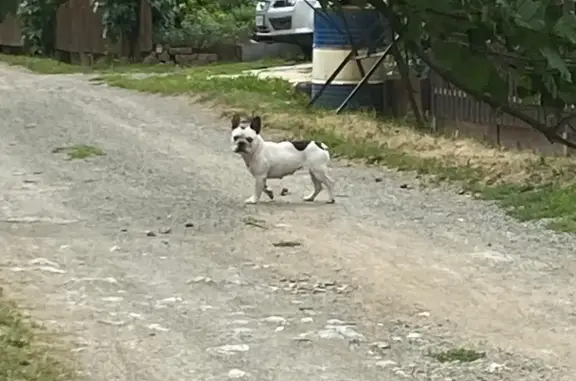Найдена собака в лесу, Нижний Тагил