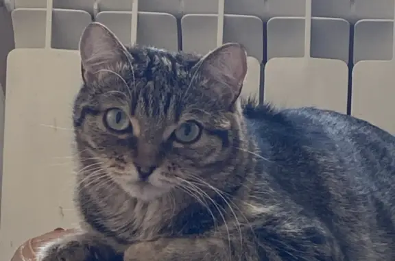 Пропала кошка в Нижневартовске, Югра