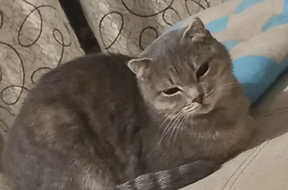 Найдена кошка, , фото: Пропала кошка Стеша в Липецкой области