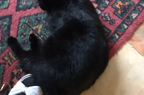 Кошки потеряшки, Новосибирск, фото: Потеряшка кошка: Черный кот, 2 года, Красный проспект, 161, Новосибирск