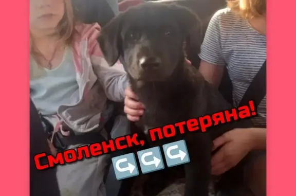 Пропала собака: щенок, Серебрянка, Смоленск