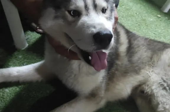 Найдена собака в Ростове-на-Дону на пр. Шолохова, 123