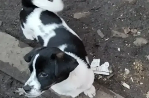 Пропала собака на Стрелочной улице, Томск