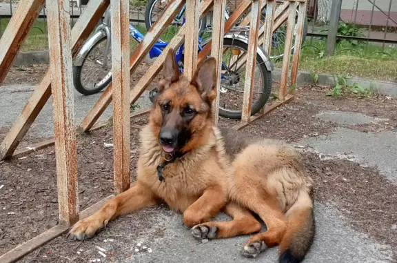 Собака Овчарка найдена на ул. Ватутина, 54