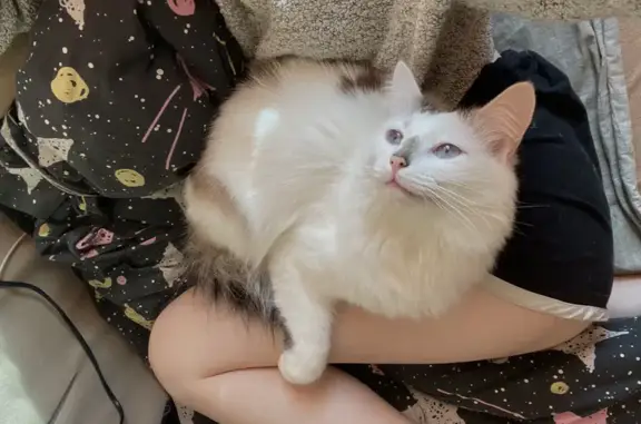 Кошки потеряшки, Ярославль, фото: Потеряшка кот, ул. Ляпидевского 11, Ярославль