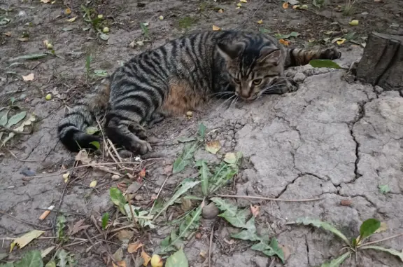 Кошка найдена на Ленской ул., 21, СПб