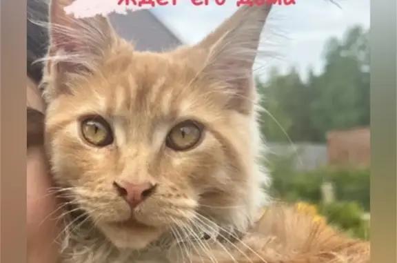 Пропал кот с лишаем, Свердловская область