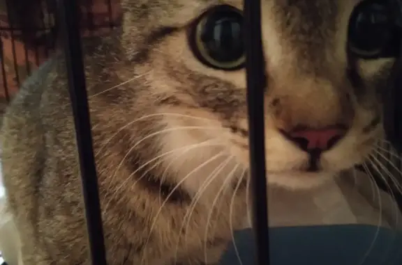 Найдена кошка в Перми, ищет дом