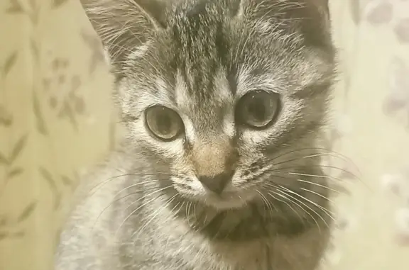 Пропала кошка: ул. Пархоменко, 26А, Петрозаводск