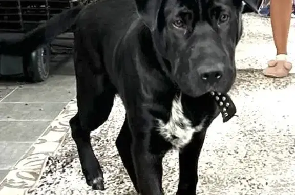 Найдена молодая собака возле пруда на Носовихинском шоссе