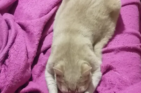 Пропала кошка в Ачинске, 11 лет, стерилизована