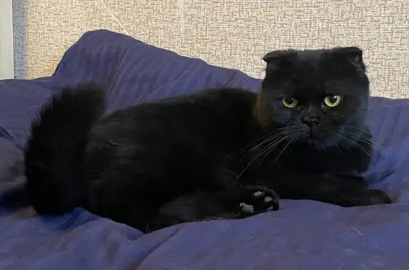 Найденные животные Москва, фото: Найден британский кот на Шаболовке