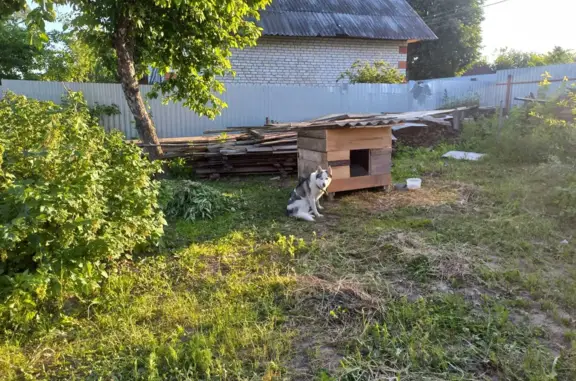 Пропала собака в деревне Шойбулак, ул. Мира