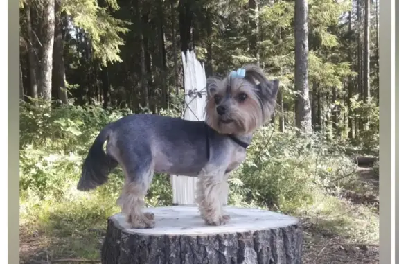 Собаки потеряшки, Санкт-Петербург, фото: Потеряшка собака: Йорк, Джуля. Адрес: Художников 31, к1. Вознаграждение.