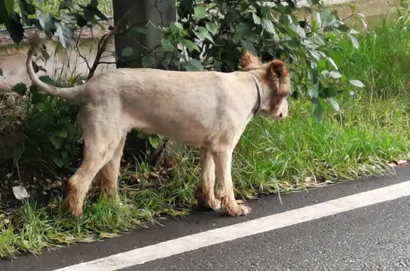 Подросток-собака найдена в Марусино, МО