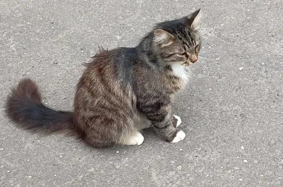 Найдена кошка на ул. Маршала Конева, 4А, Вологда