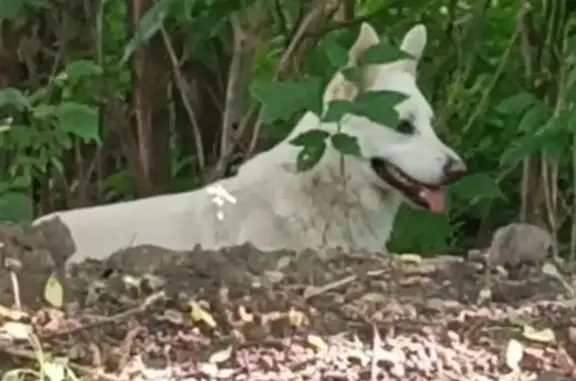 Найдена собака белая возле реки Яуза, Мытищи