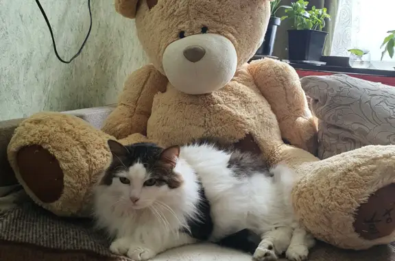 Кошки потеряшки, Москва, фото: Потеряшка кот, 3 года, ул. Грекова 18 к1, Москва