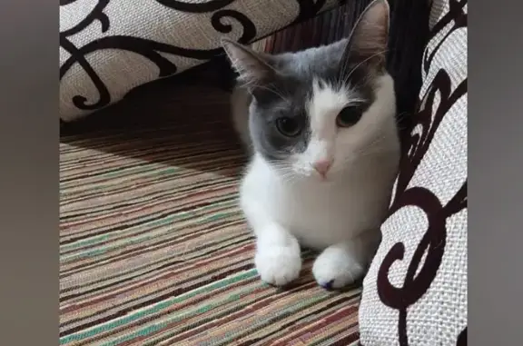 Пропала кошка в Пермском крае