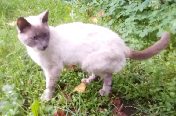 Найден белый кот с чёрной мордой и хвостом на Проточной улице, Балашиха