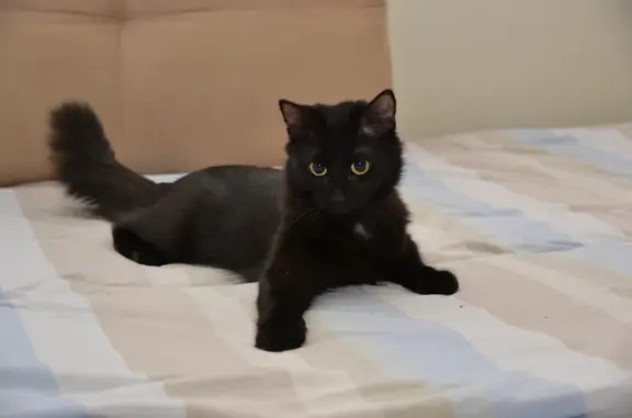 Потерянные животные Смоленск, фото: Пропала кошка, ул. Николаева, 54, Смоленск