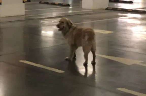 Собака Золотистый ретривер найдена на Ленинградском проспекте, Москва